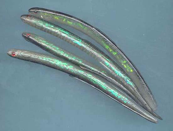 Sovereign Super Holographic Eels