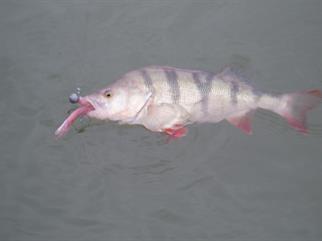 Dutch perch caught on Felmlea Eel