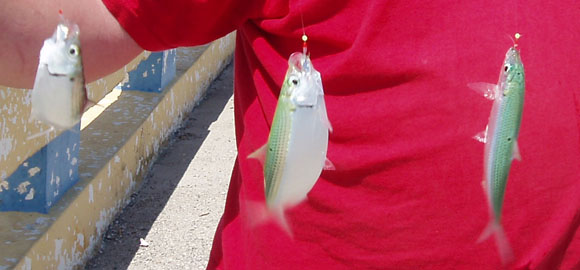 Bait Feathers