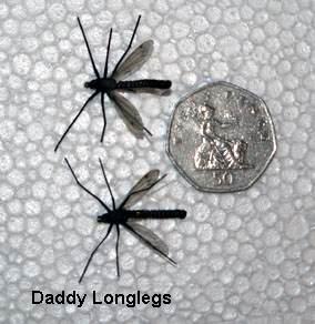 Fly fishing - real fly, daddy longlegs