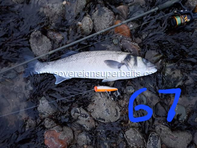 Bass on a Bass buster lure Bass on a Bass buster lure