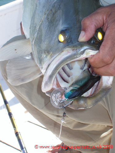 Nile perch on Skinner 