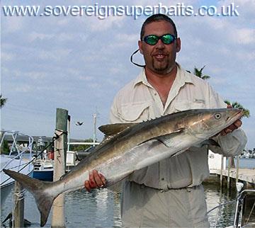 Cobia caught on a Manns Chug-n-Spit Cobia caught on a Manns Chug-n-Spit