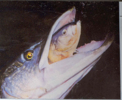 Pike on a Fatso Perch