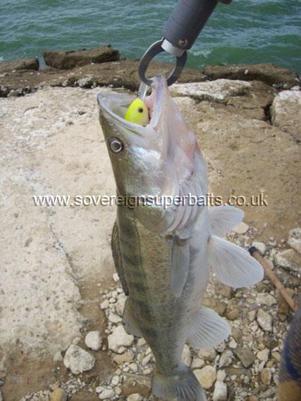 Zander caught on a gaga ultralite