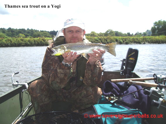 River thames, a sea trout caught on a Yogi ultralite