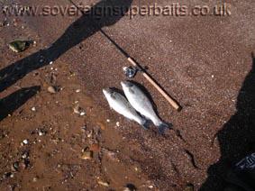 Fish caught using Floterite bucket Fish caught using Floterite bucket